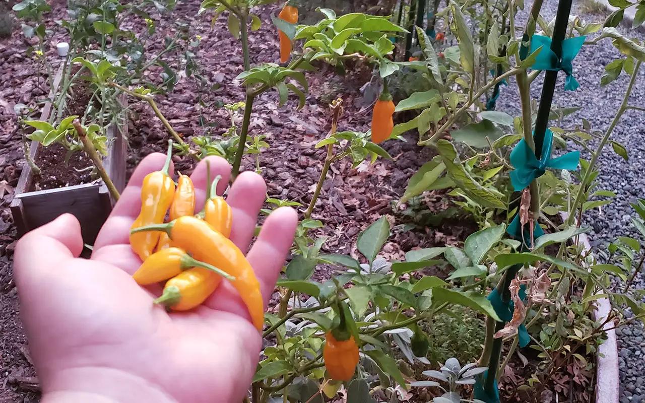 Yellow Ghost Hot Pepper
