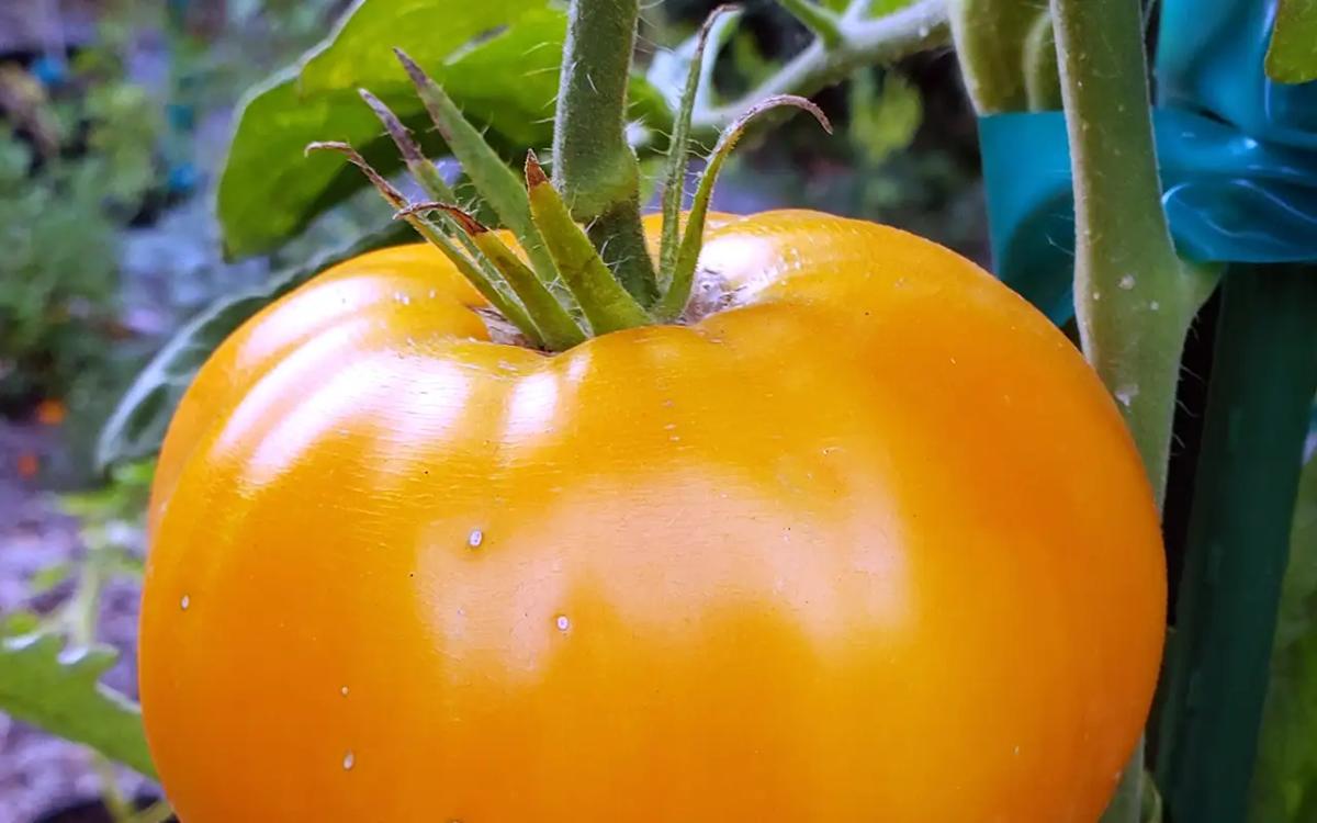 Big Rainbow Heirloom Tomato