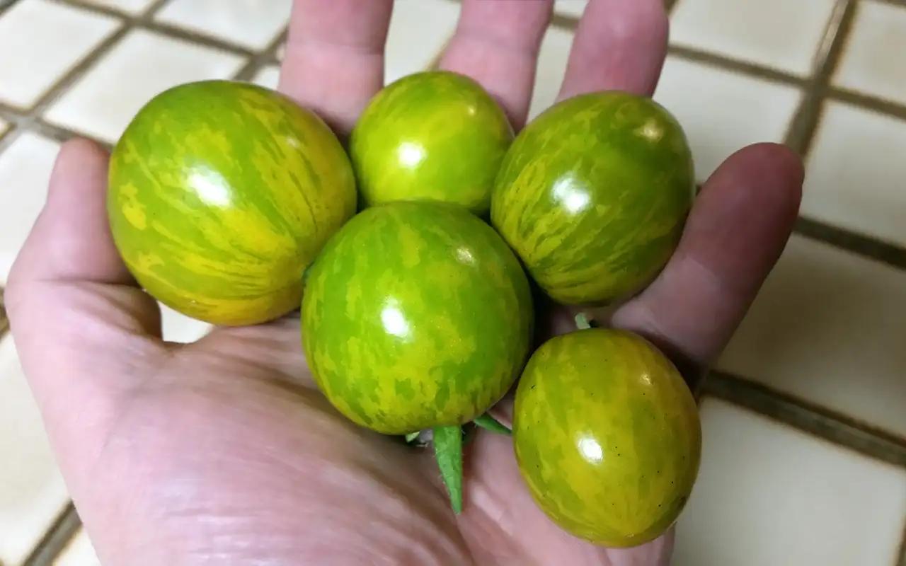Tomate Cherry Rayas de Cebra Verde