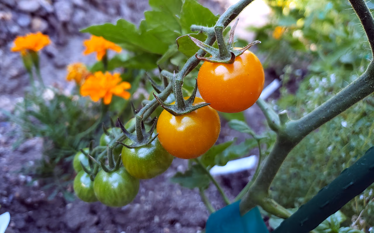Sungold Cherry Tomatoes